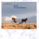 Search for range animal postcards Montana