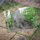 Search for spruce tree postcards Forest
