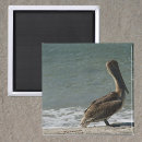 Search for pelicans magnets Beach