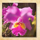 Search for crimson magnets Pink