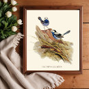 Search for vintage bird posters Wildlife