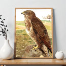 Search for birds of prey posters Vulture
