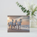 Search for saltwater postcards Sunset