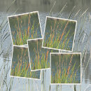 Search for cattails Rustic
