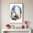 Search for falconer posters Bird of prey