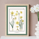 Search for jonquil art Botanical