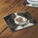 Search for floppy barware Canine