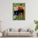 Search for red panda posters Wildlife