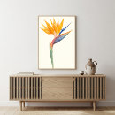 Search for bird of paradise art posters Tropical flower