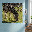 Search for zebra photography Black and white stripes