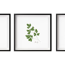 Search for kitchen art Herb