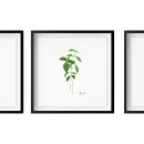 Search for basil posters Cooking