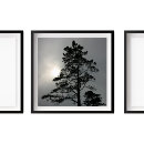 Search for pine posters Tree