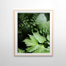 Search for woodland fairy art Forest