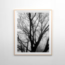 Search for branches photography Colour