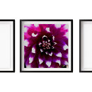 Search for dahlia flower posters Garden
