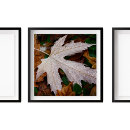 Search for dew photography Leaves