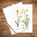 Search for daffodil cards Narcissus