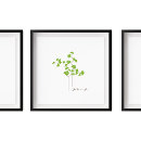 Search for fern illustration posters Botany