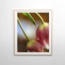 Search for still life posters Photography