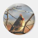 Search for cardinal bird magnets Female