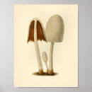 Search for mushroom art Brown