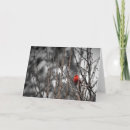 Search for cardinal bird Garden