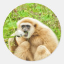 Search for small monkey stickers Nature