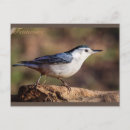 Search for nuthatches postcards White breasted nuthatch
