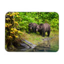 Search for grizzly bear magnets Cub