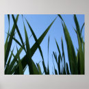Search for grass posters Garden