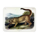Search for cougar magnets Puma concolor