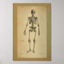 Search for vintage medical skeleton posters Anatomical