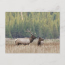 Search for yellowstone national park postcards Forest