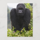 Search for species postcards Ape