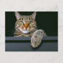 Search for animal face postcards Kitten