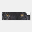 Search for leopard cat bumper stickers Panther