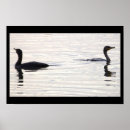 Search for crested art Wildlife
