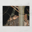 Search for hide postcards Mouse