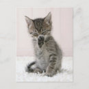 Search for cat breeds postcards Cute
