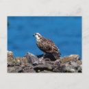 Search for ospreys postcards Animal