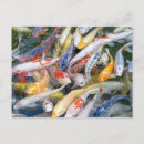 Search for fish swimming postcards Outdoors