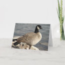 Search for canada goose cards Nature