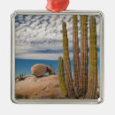 Search for baja christmas tree decorations Mexico