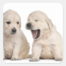 Search for golden retriever puppy stickers Animal