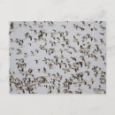 Search for bosque del apache cards invites Nature