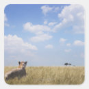 Search for three lions stickers Animals in the wild