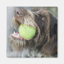 Search for tennis ball magnets Dog