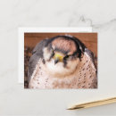 Search for falcon postcards Wildlife