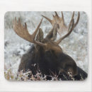 Search for grand teton national park mousepads Wildlife